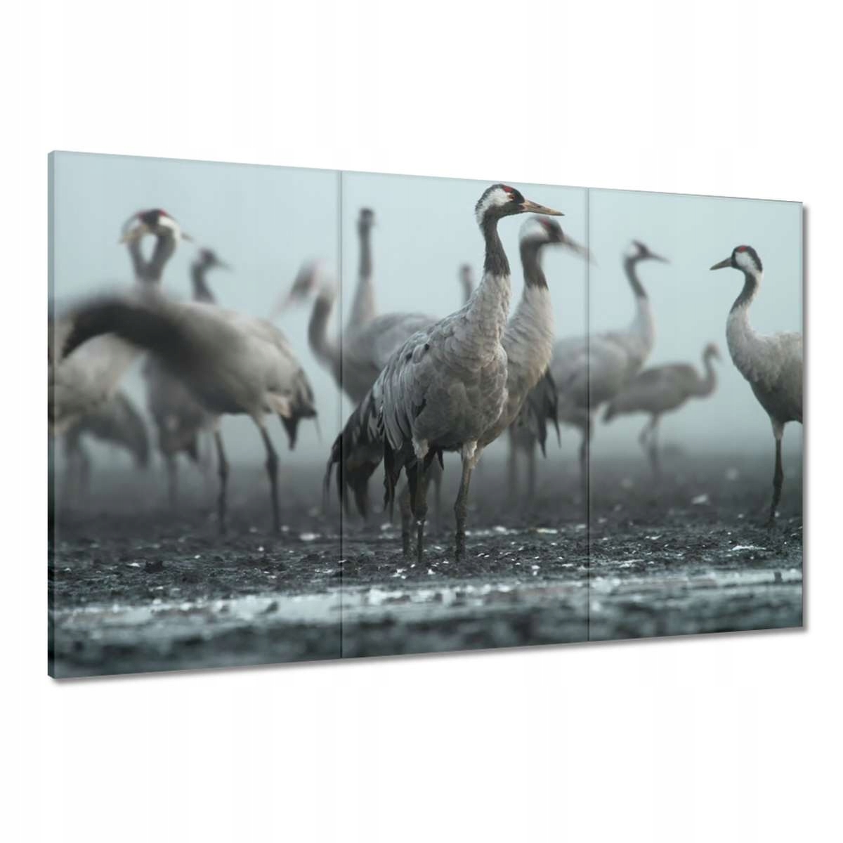 Obrazy 120x80 Jeřáby v mlze mlha