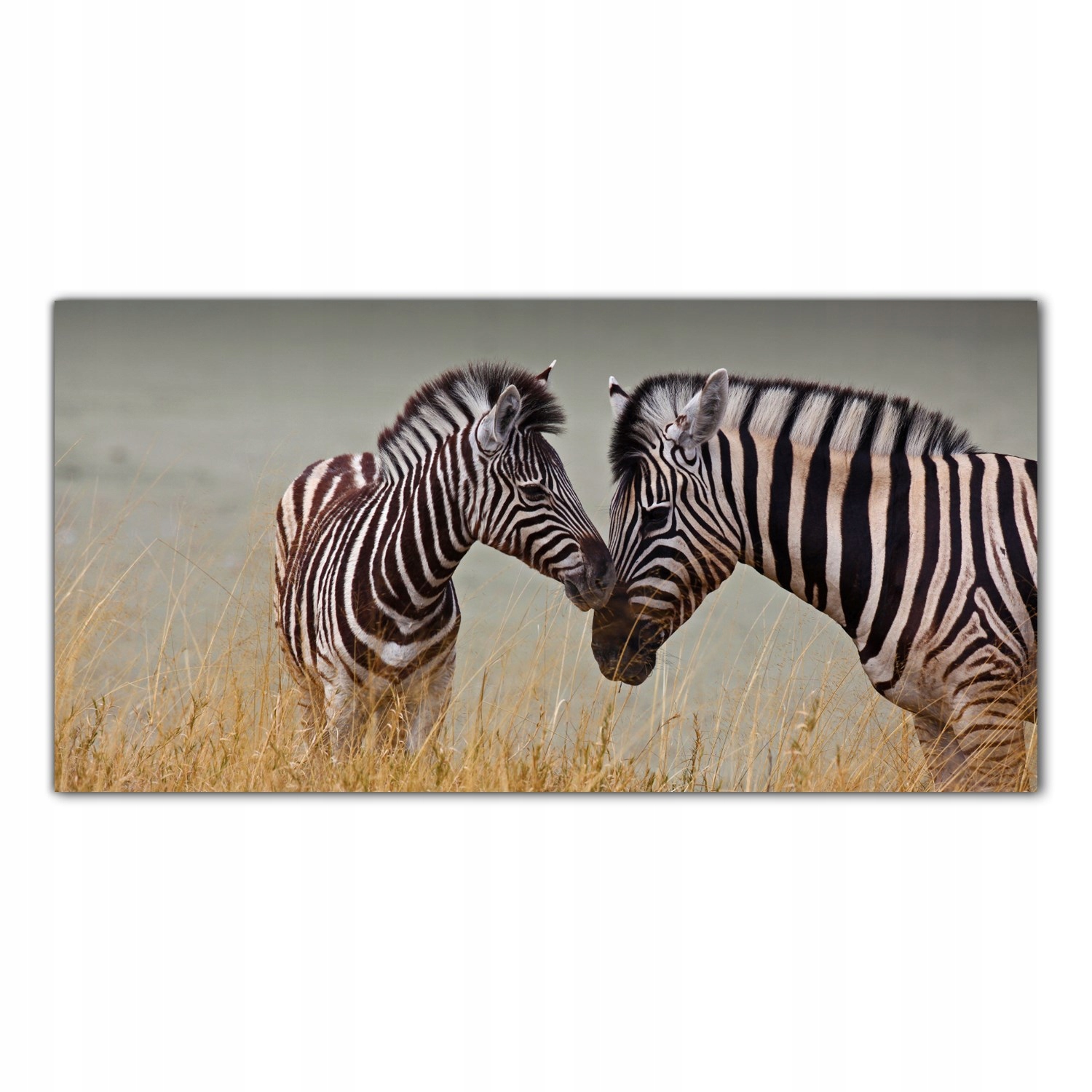 

Obraz na szkle Foto Zebry Safari Zwierzęta 140x70