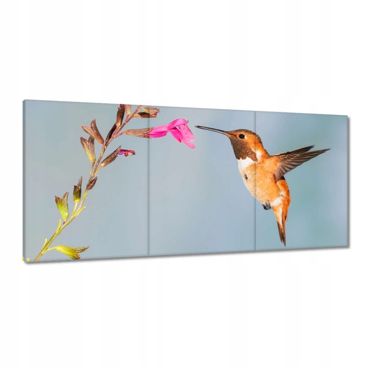 Obrazy 210x100 Kolibrík žerie nektár