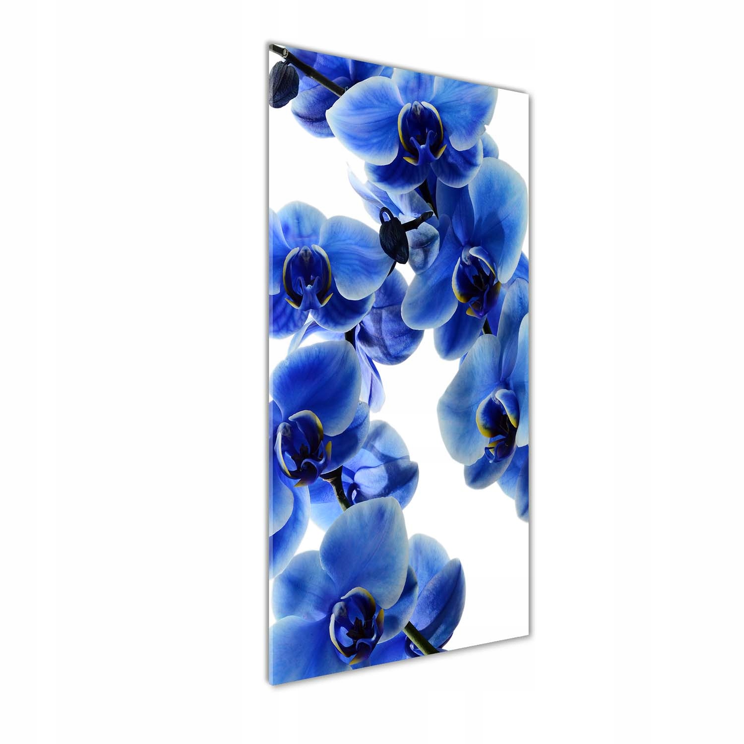 

Foto obraz akrylowy Niebieska orchidea 50x125 cm
