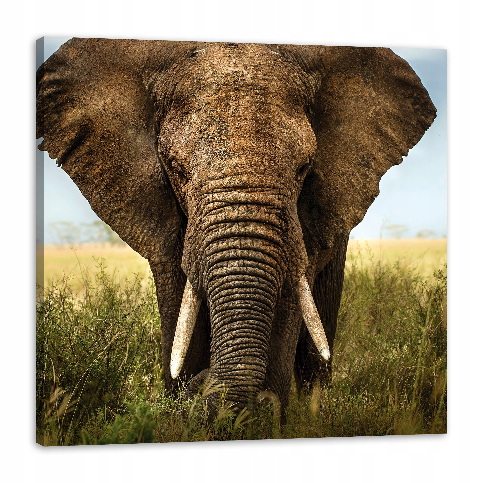 Obraz na plátně Slon ve vysoké trávě Afrika 80x80 cm