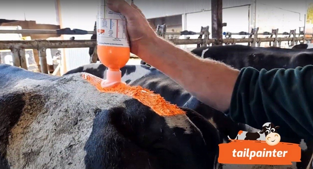 FARBA WYKRYWAJĄCA RUJĘ U KRÓW DAISY NIEBIESKA 750ML KERBL Kolor inny kolor