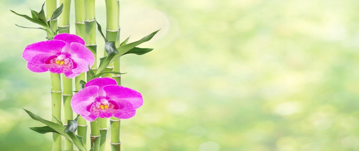 

Fototapeta Flizelinowa Orchidea i Bambus 250x104