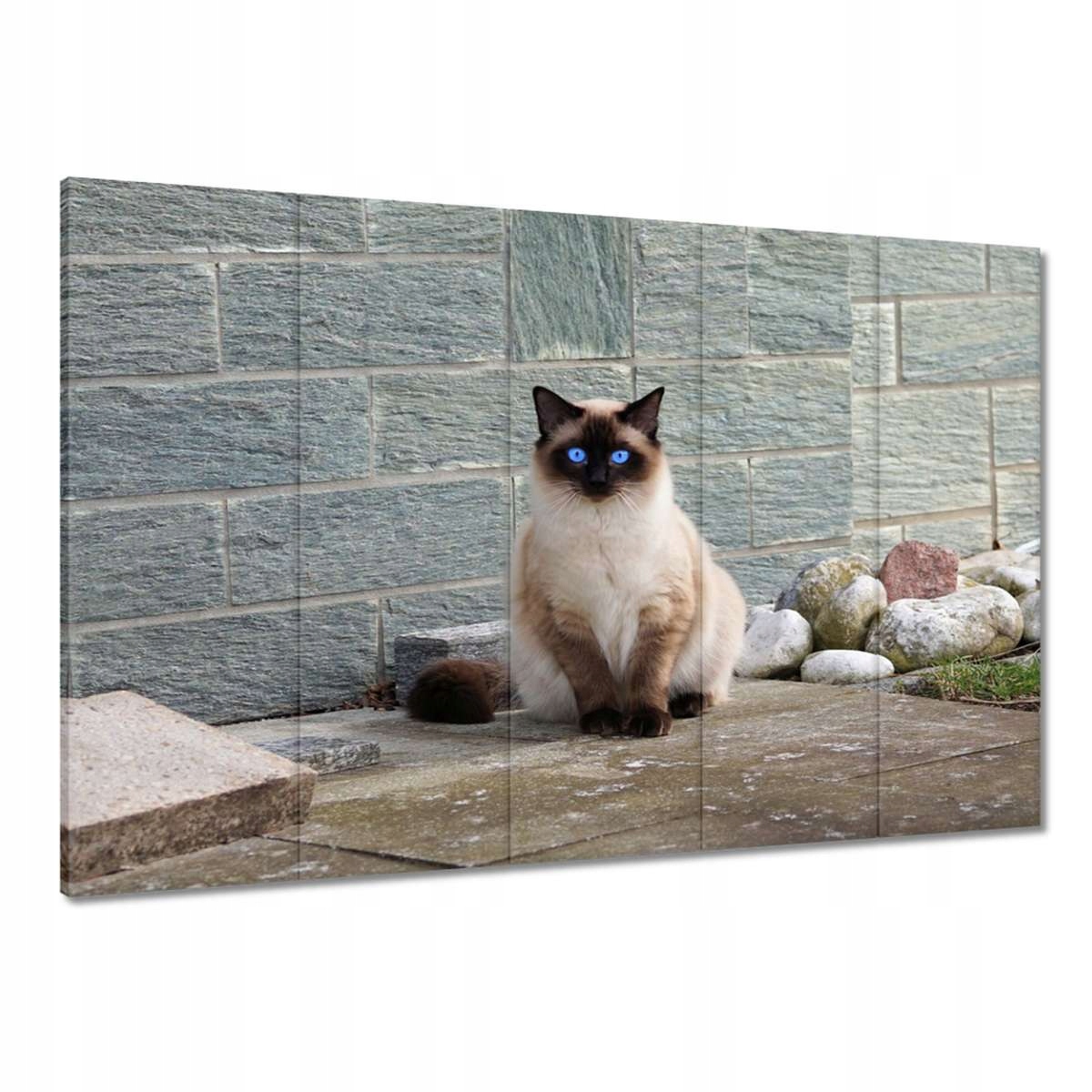 Obrazy 100x70 Kočka Kotě Kočičky Kočička