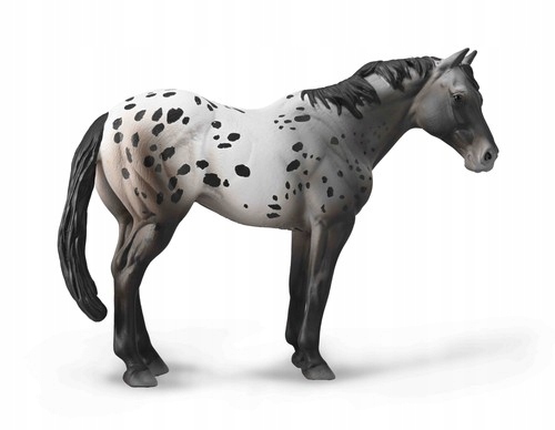 

Niebieski Deresz Appaloosa