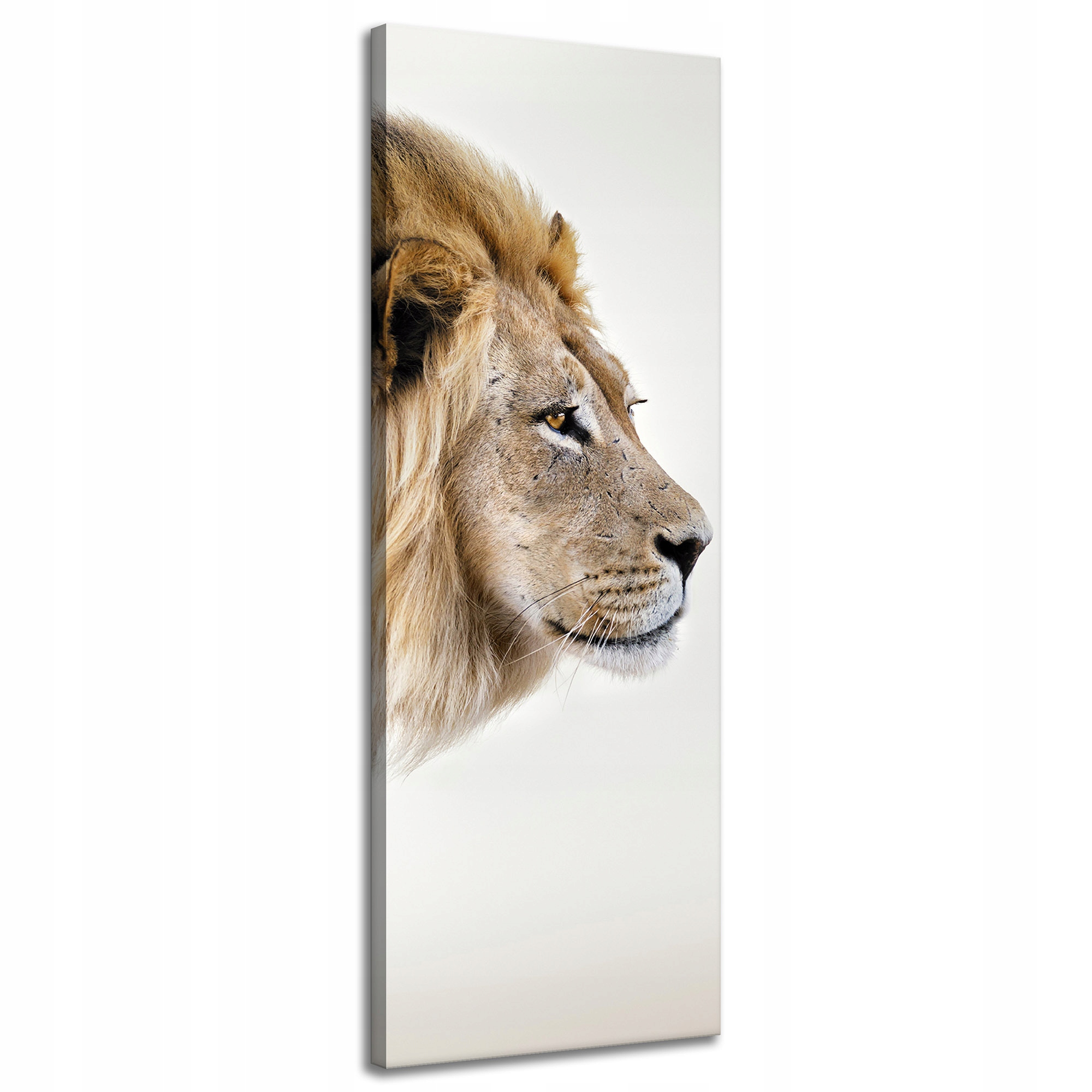 Obraz na plátně Zahleděný Lev Příroda Tvář 40x120 cm Ideální jako dárek