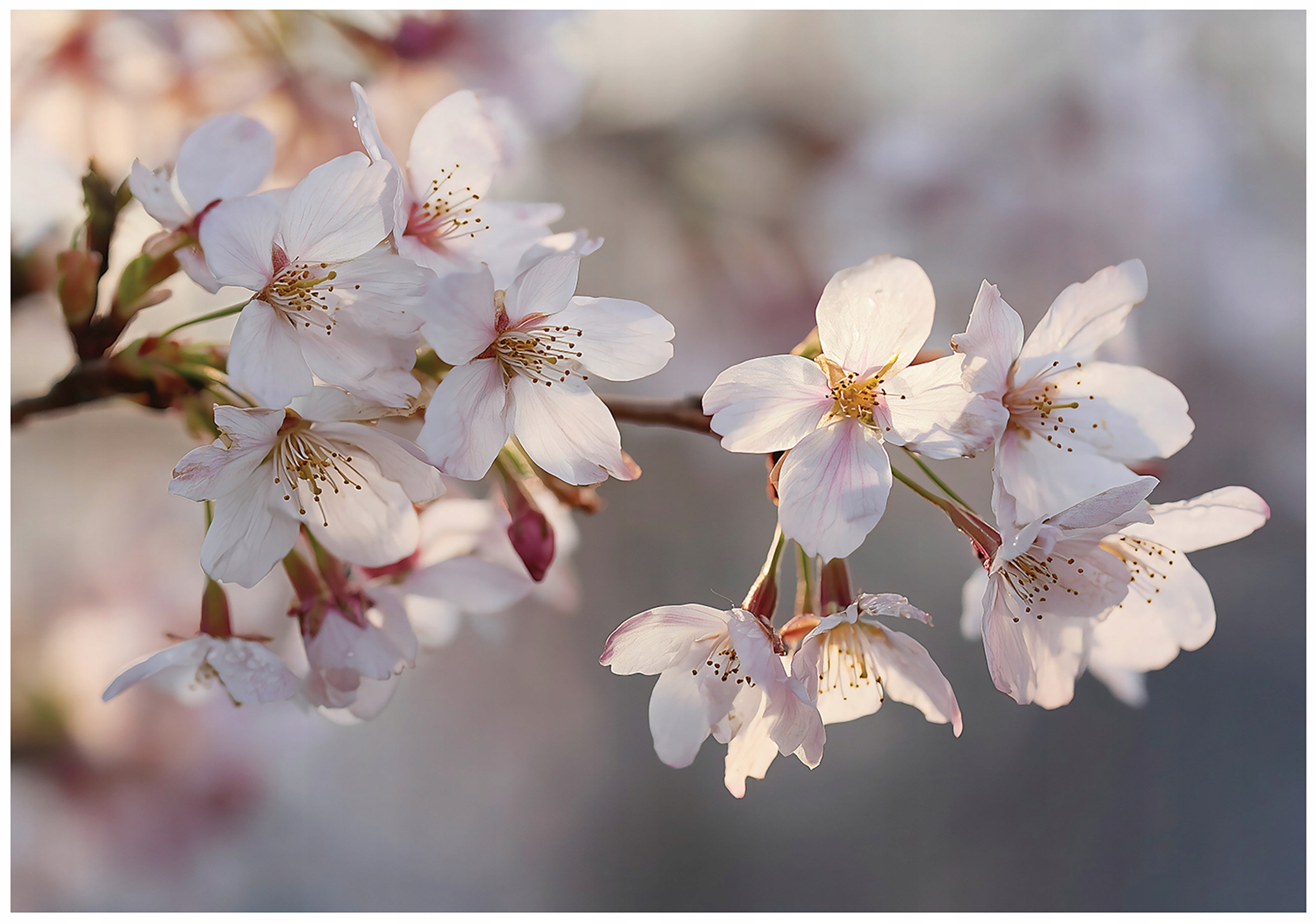 Fototapeta Květy Třešní Příroda Větve Růžové Dřevo Bílá Kvetoucí 250x175