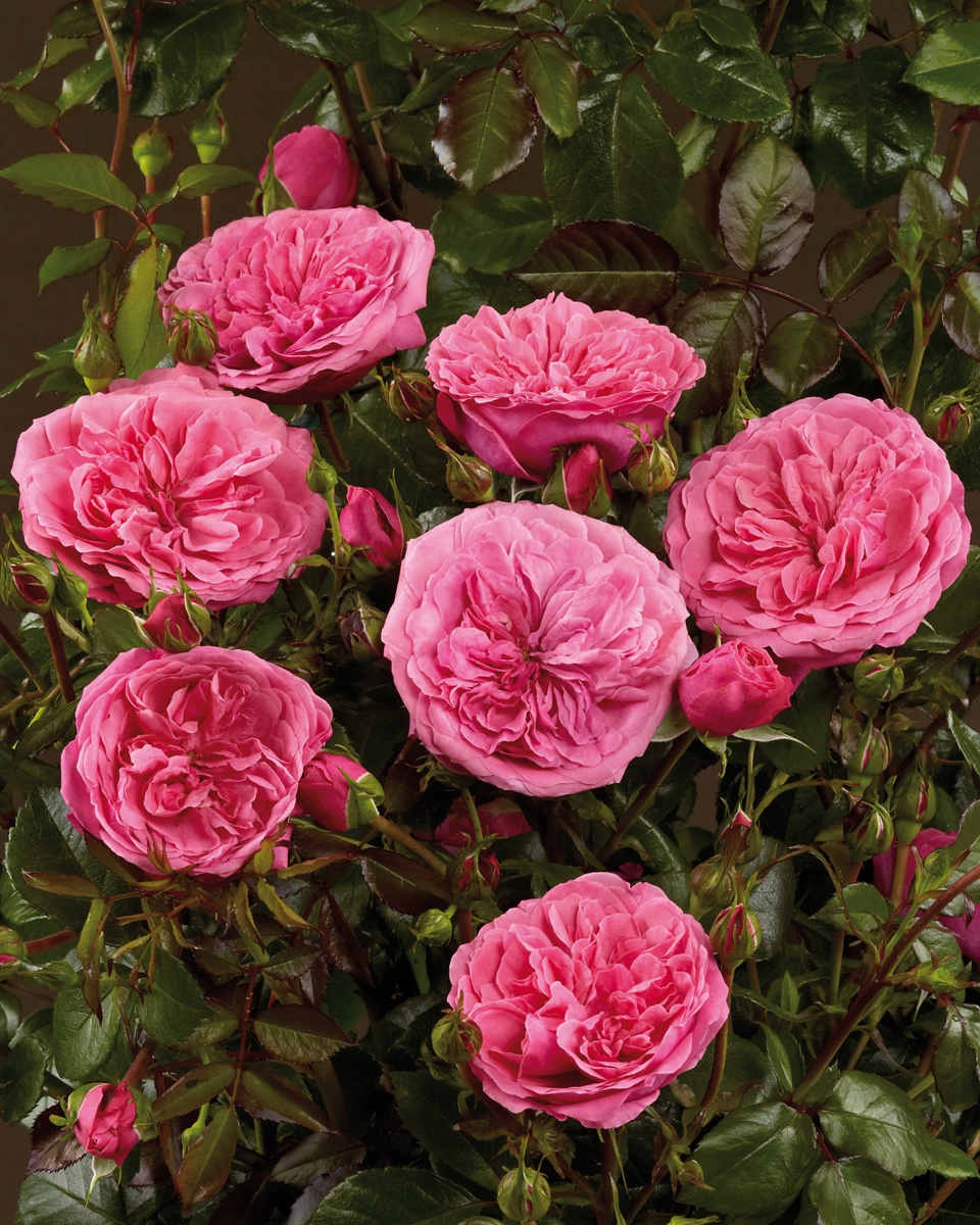 Róża Rabatowa BERLEBURG Różowa Intensywnie Kwitnąca PREMIUM Doniczka XL