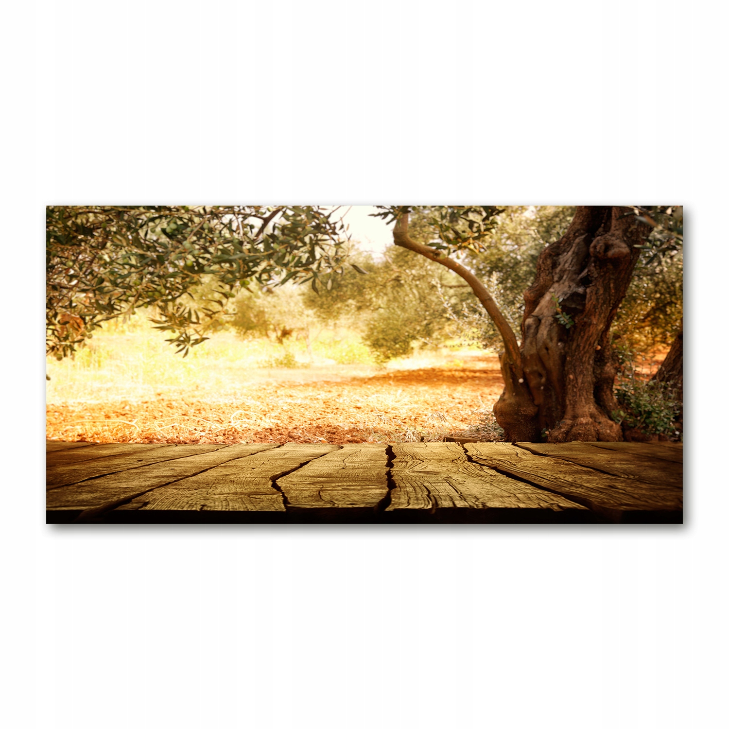 

Foto obraz akryl zdjęcie Drzewo oliwne 120X60 cm