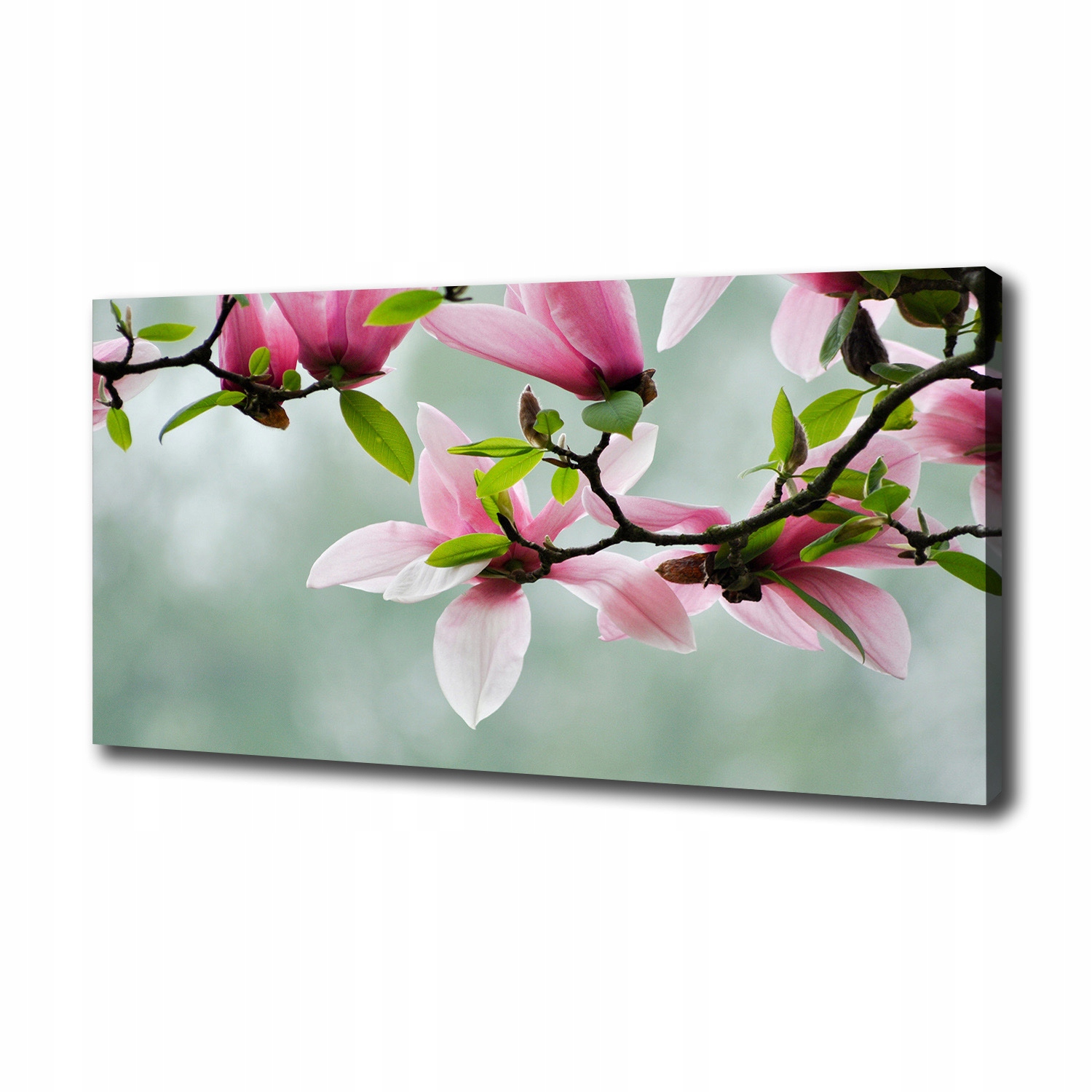 

Foto obraz canvas na ścianę Magnolia 100x50 cm