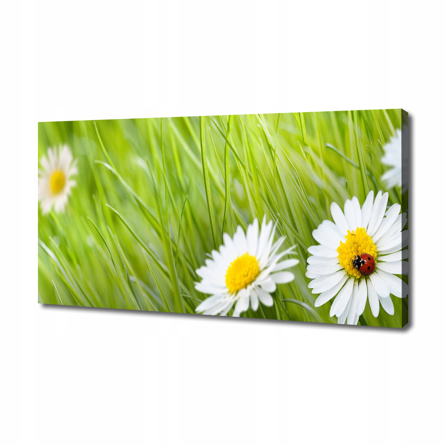 

Foto obraz canvas na ścianę Stokrotki 140x70 cm