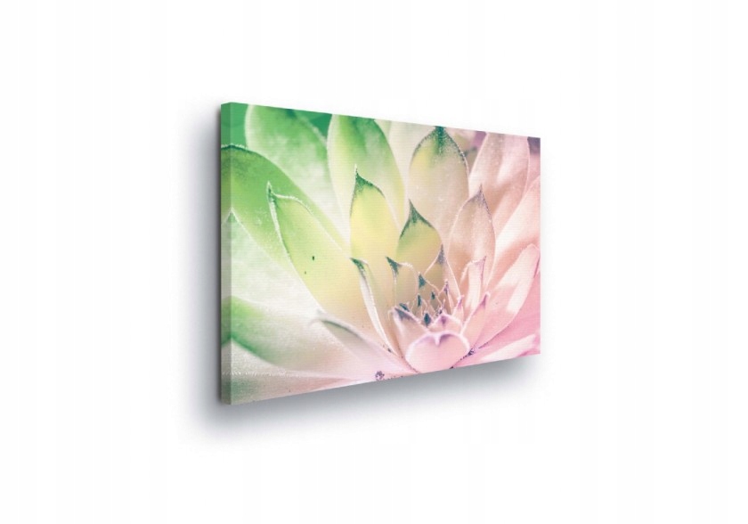 Obraz 80x60 Sukulent makro příroda jemnost pastel svěžest klid