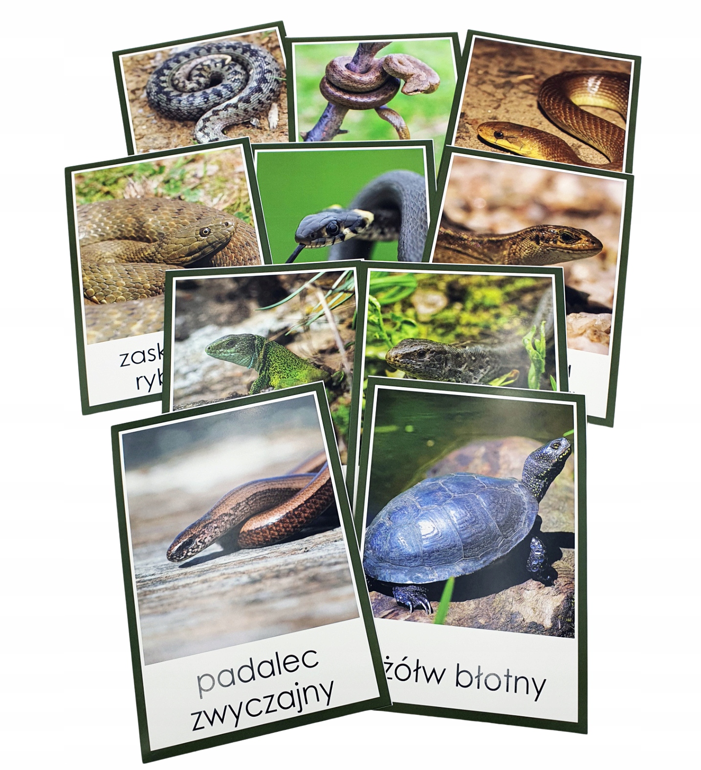 Plansze demonstracyjne edukacyjne - GADY POLSKI - A5 Montessori