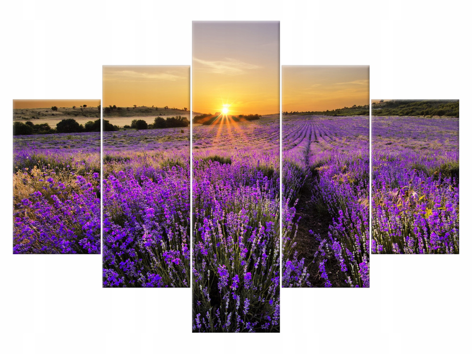 

Obraz Pole lawendy 100x70 Lawenda 1154A_5A