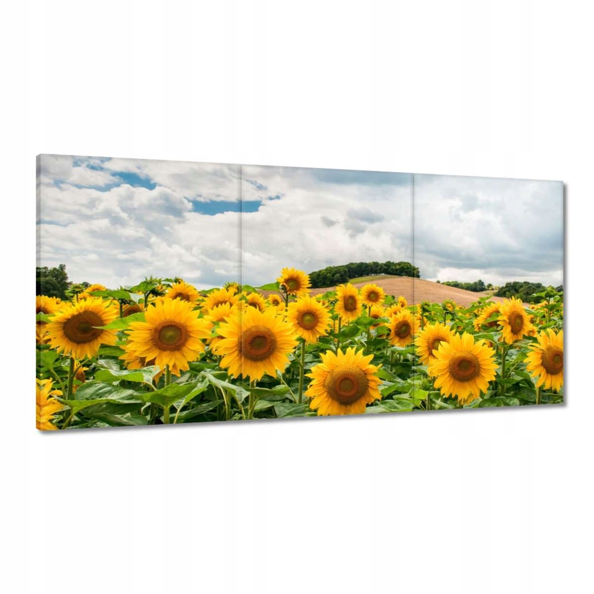 Obrazy 180x90 Krajina s slnečnicami