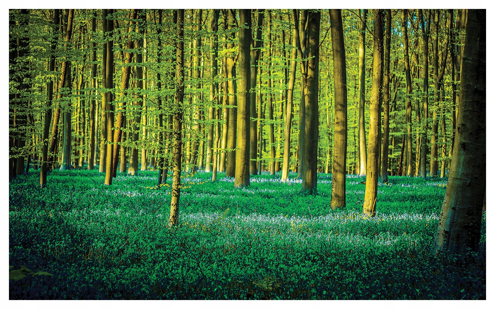 Fototapeta Jarný les Perspektíva prírody Zelená a modrá 300x210 lepidlo