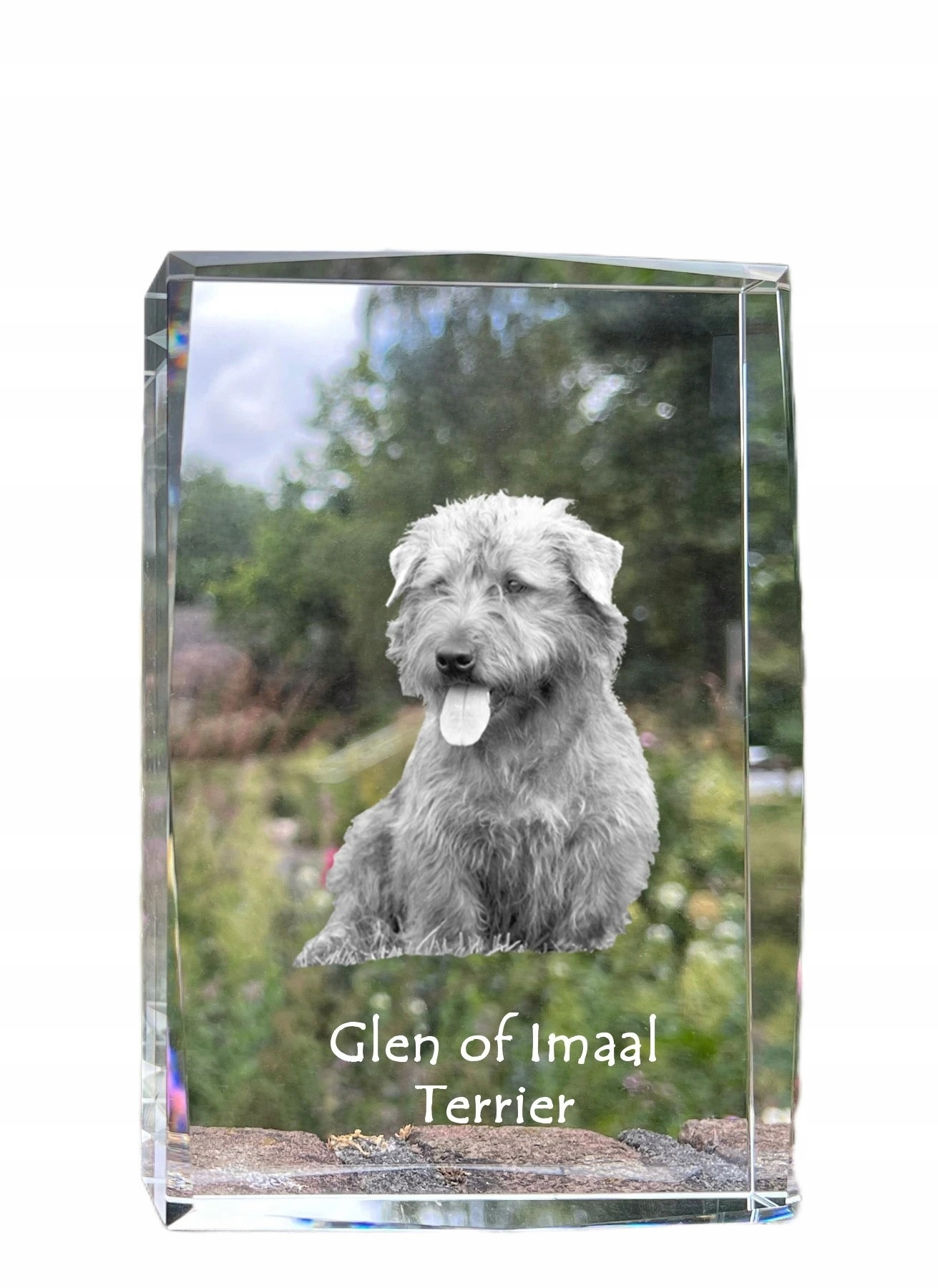Glen of Imaal Terrier fotografia psa v kryštáli, suvenír, trofej, soška