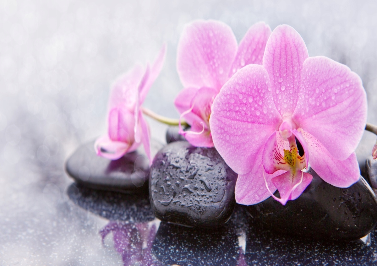 

Fototapeta Flizelinowa Orchidea Kamienie 312x219