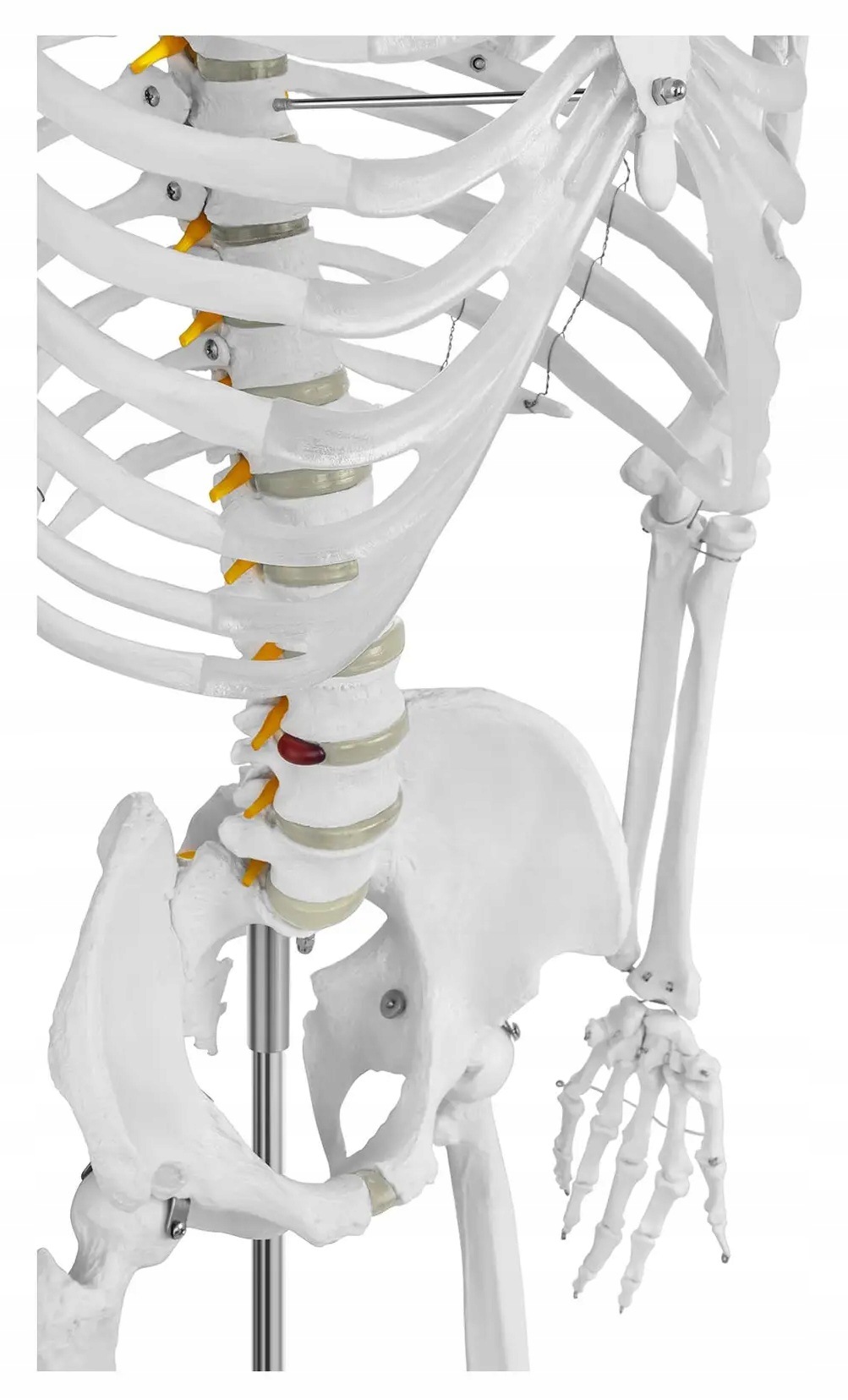 Model anatomiczny szkieletu człowieka 1:1 kolorowy Physa PHY-SK-2 10040238