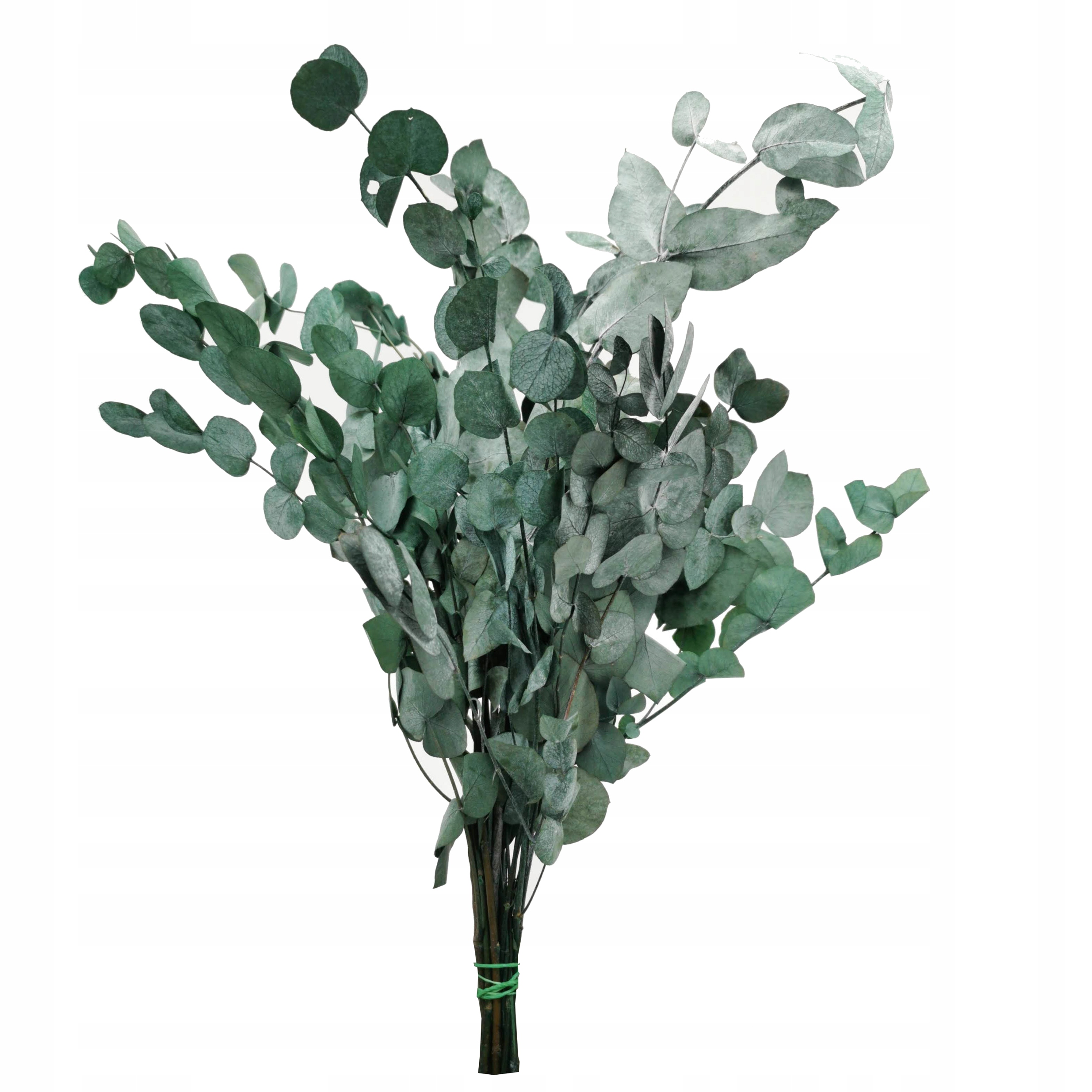 Eukaliptus stabilizowany do obraz z MECH CHROBOTEK