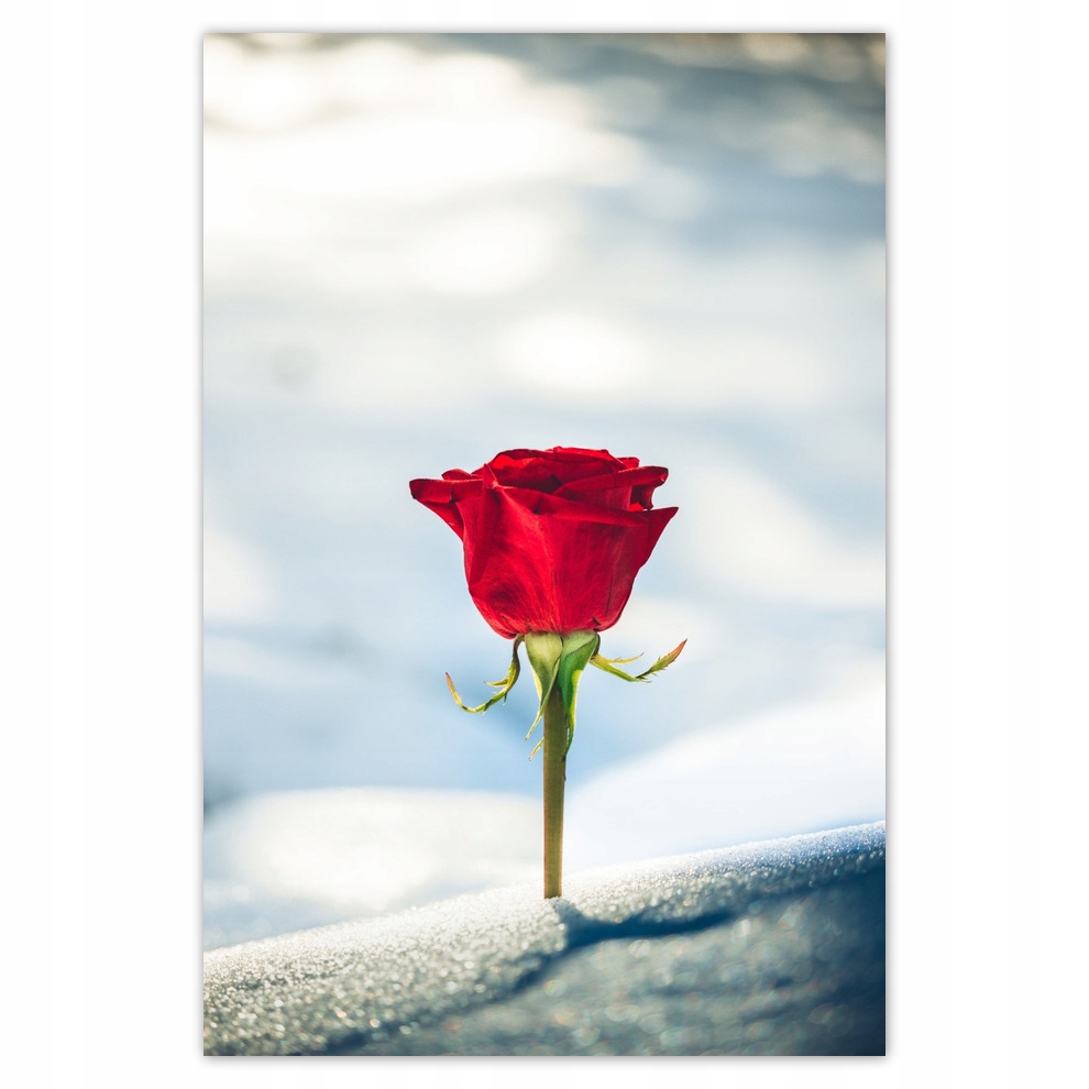 

Plakaty 80x120 Czerwona róża