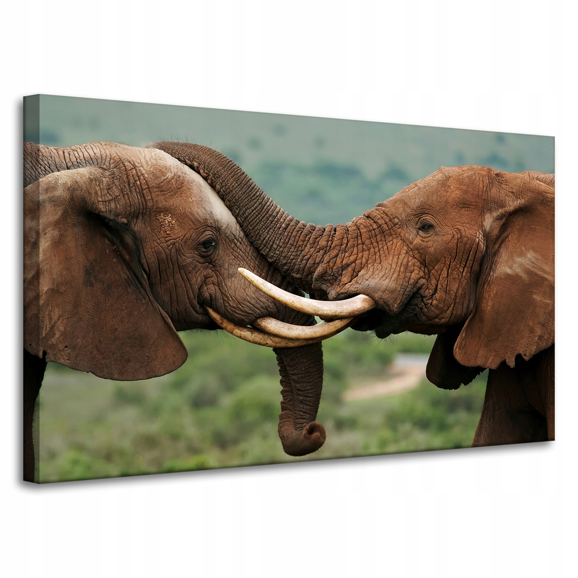 Obraz na plátně Dvojice slonů blízko sebe Příroda Krása přírody 100x60 cm