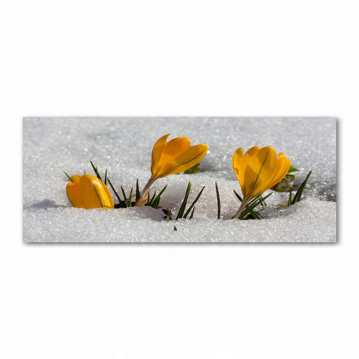 

Foto obraz szkło akryl Krokusy w śniegu 125x50 cm