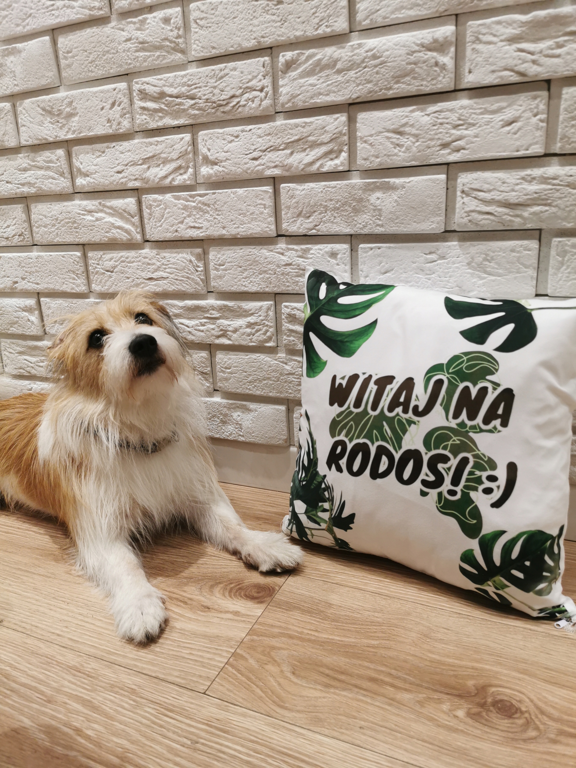 Poduszka ozdobna działkowicza RODOS Rod działka Marka bez marki