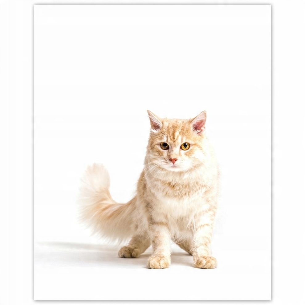 

Plakat 40x50 Kotek Kotki Koty Kicia