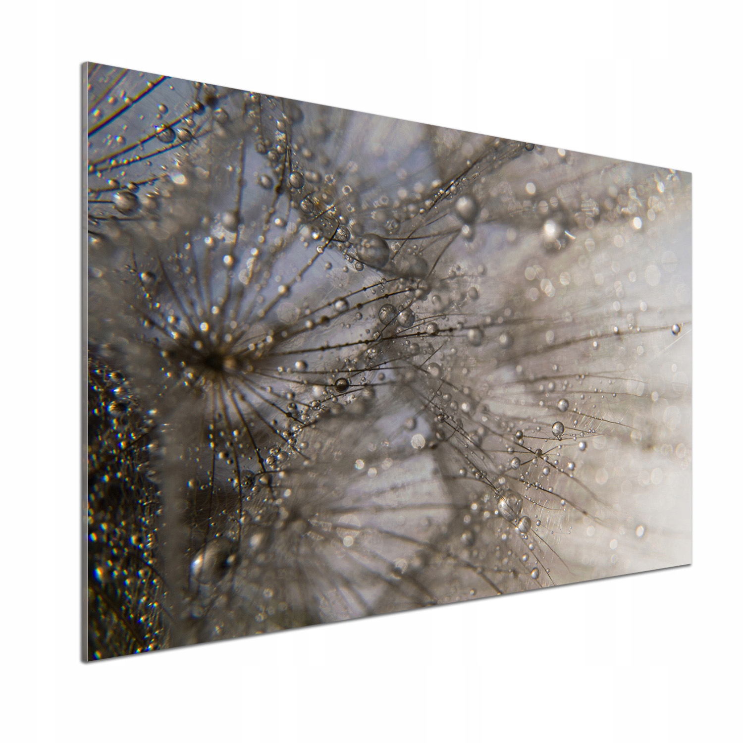 Panel do kuchyne Semená dúchadla 100 x 70 cm Lepidlo