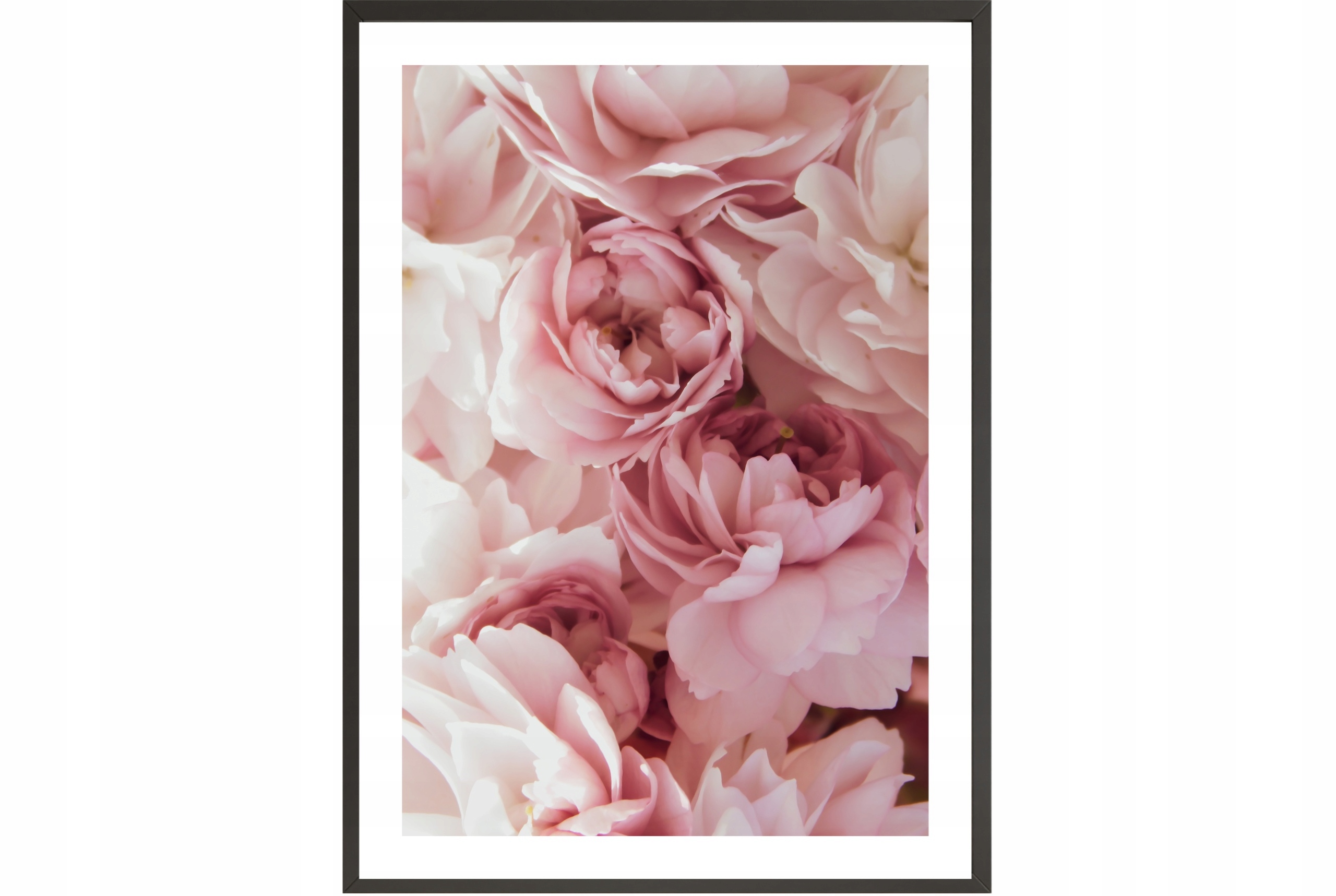 

Obraz plakat 40x30 piwonie białe różowe kwiaty
