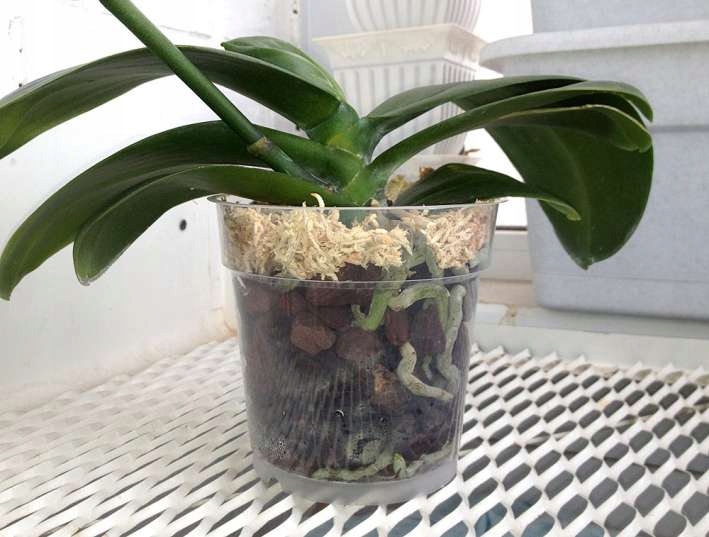 Podłoże do storczyka 100g sphagnum mech torfowiec Rodzaj inna