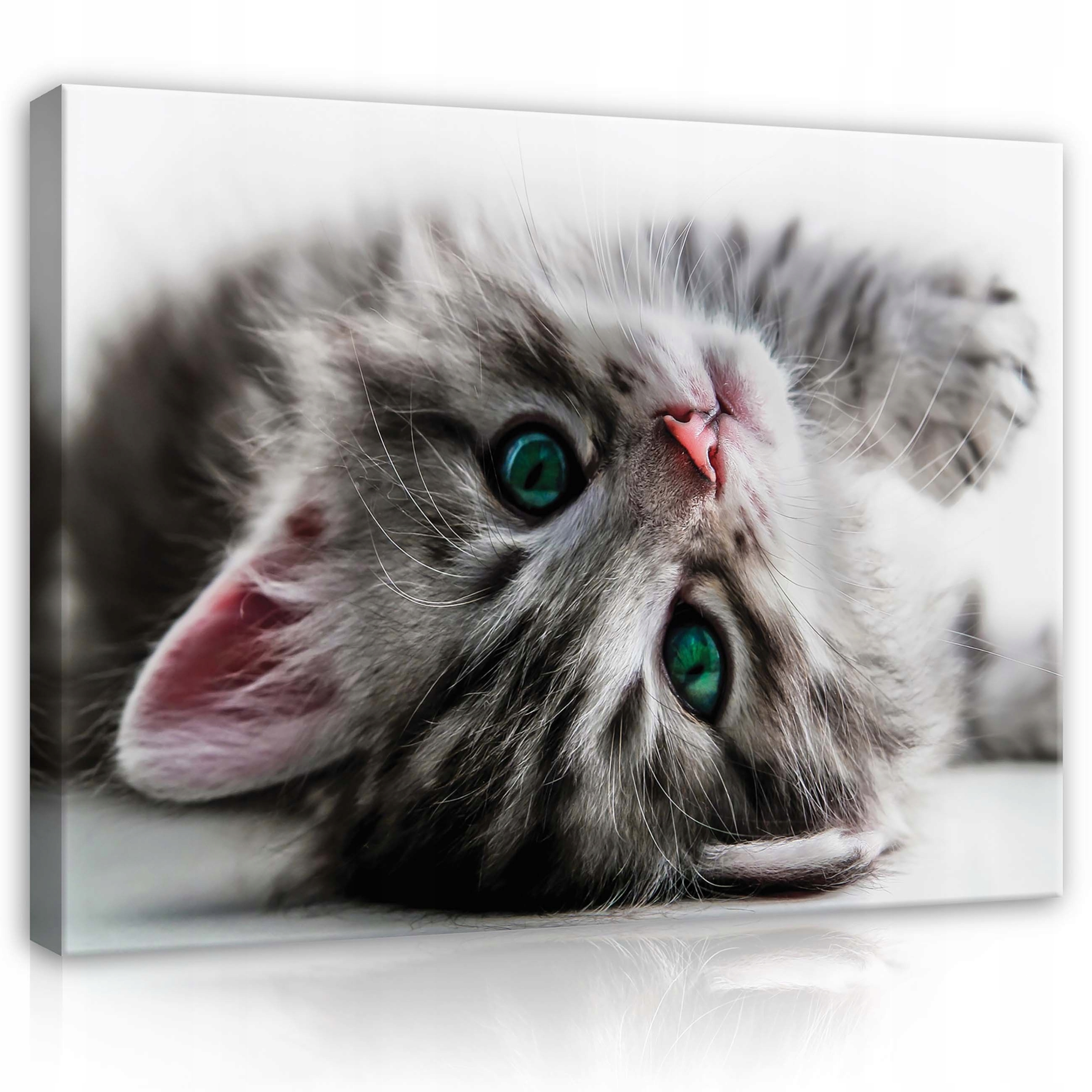 Obraz 120x80 Bílá měkkost kotě norského lesního původu