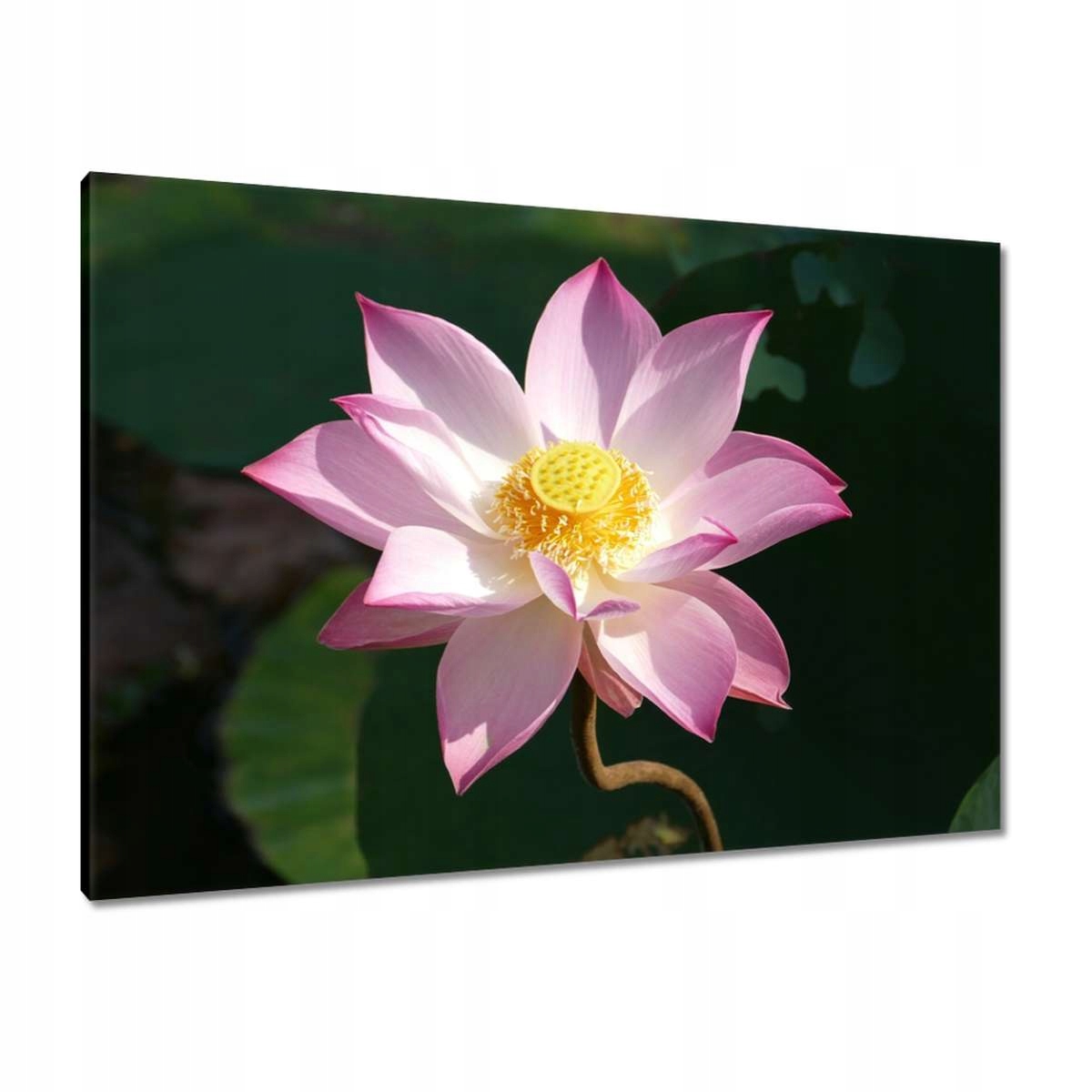 Obrazy 100x70 Lotos Lotosový květ