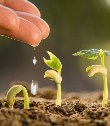 Ukorzeniacz nawóz ukorzeniający zdrewniałych 90g Zastosowanie regeneracja