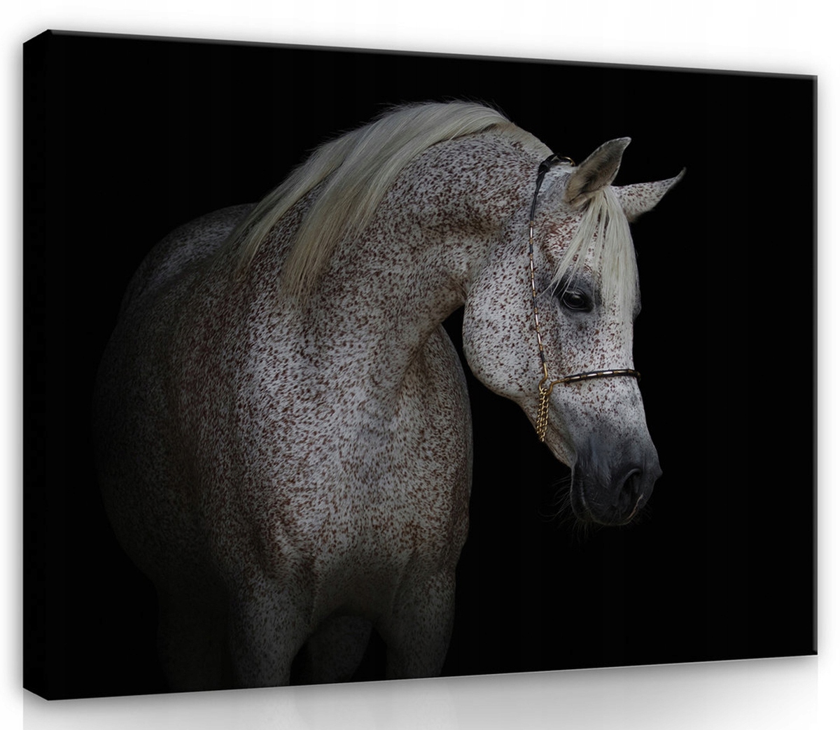 Obraz Na Plátně Canvas 100x75 Kůň Portrét Příroda