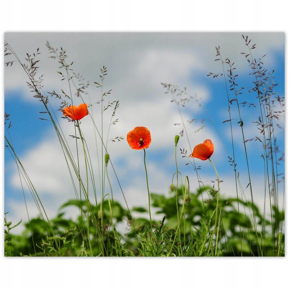

Plakat 50x40 Czerwone maki polne