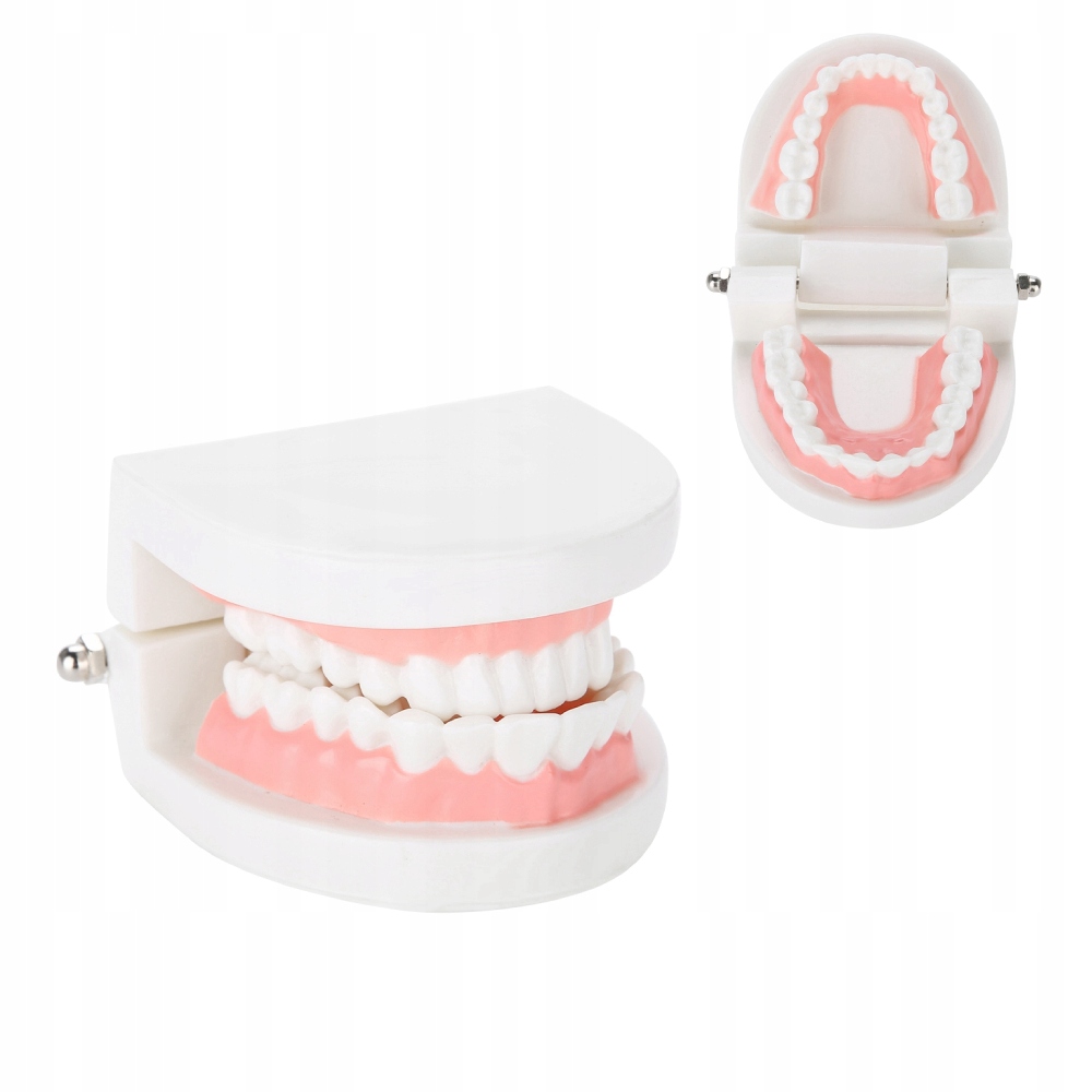 ОБРАЗОВАТЕЛЬНАЯ СТОМАТОЛОГИЧЕСКАЯ МОДЕЛЬ ЗУБОВ