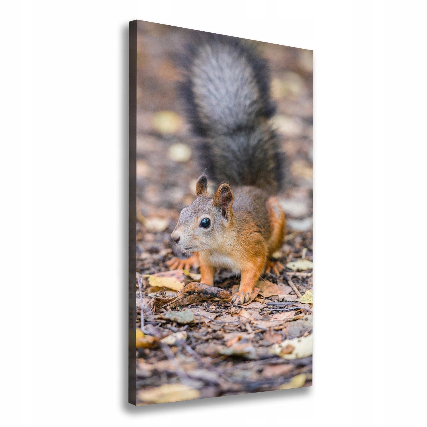 

Foto obraz na płótnie Wiewiórka w lesie 50x100 cm