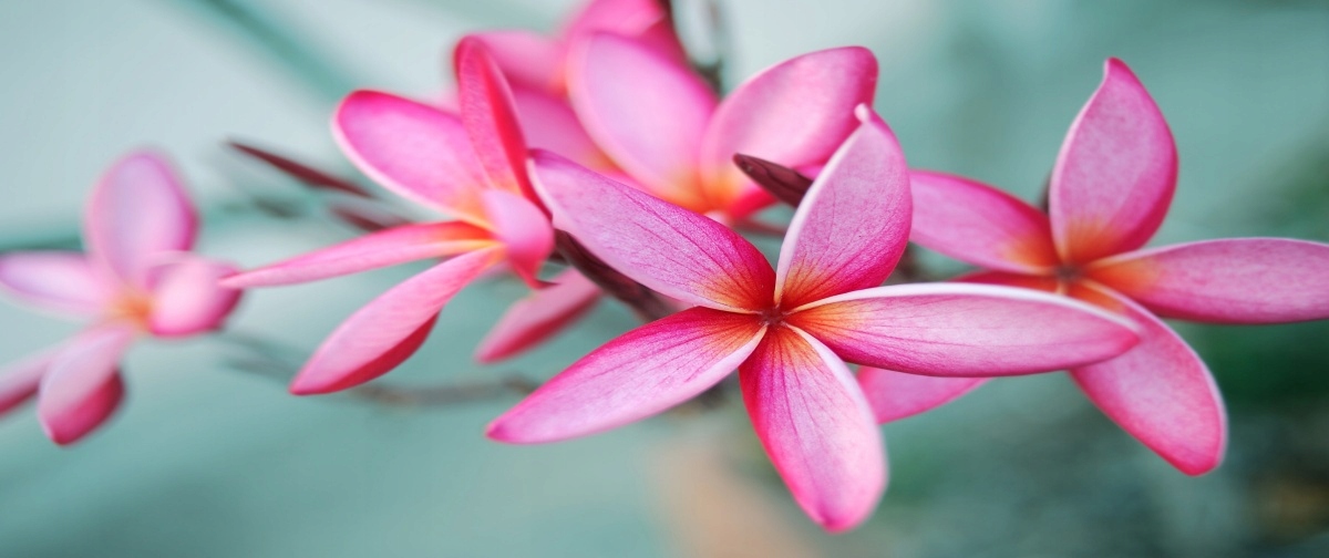 

Tapeta flizelinowa Plumeria Różowy - 250x104