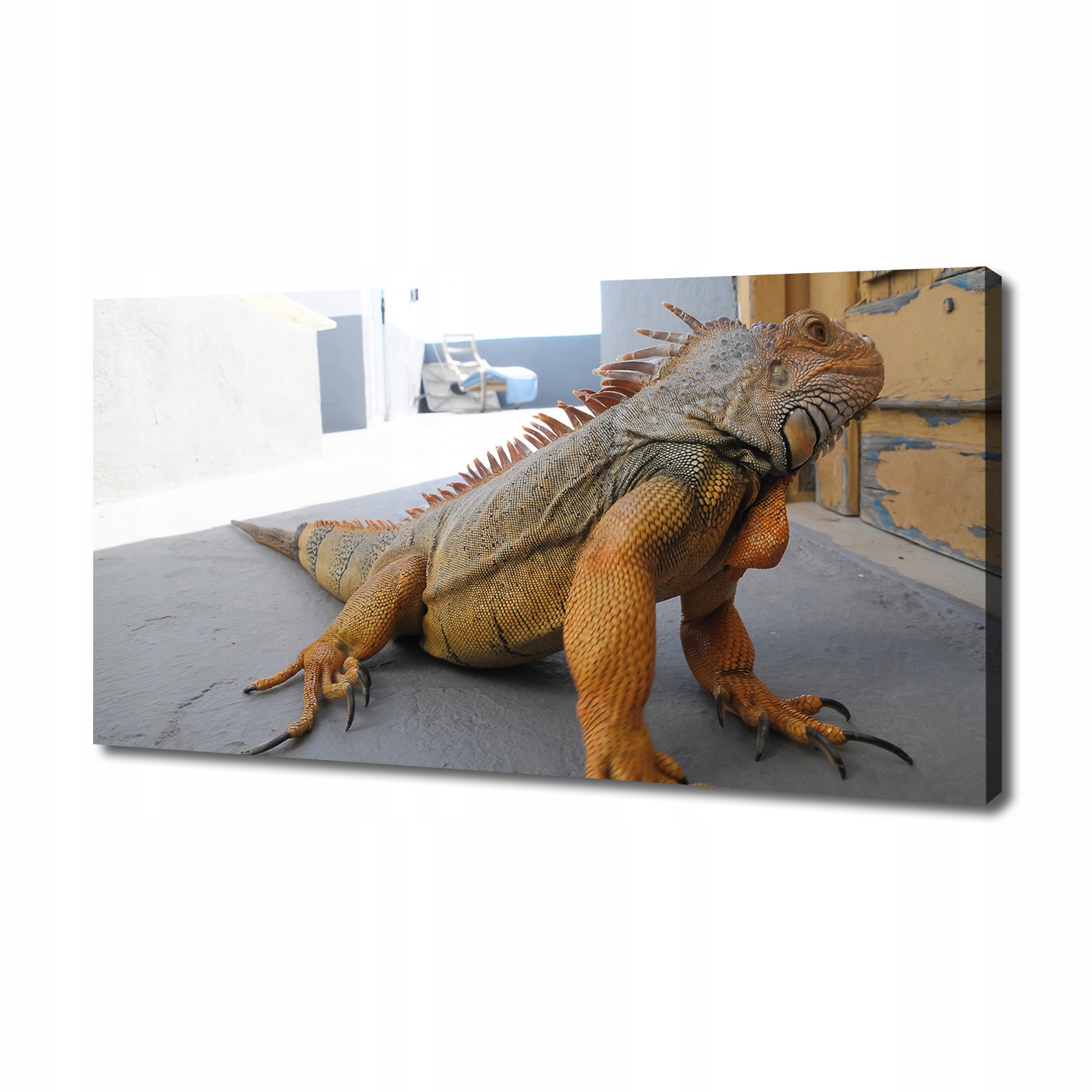 

Foto obraz duży canvas na ścianę Iguana 140x70 cm