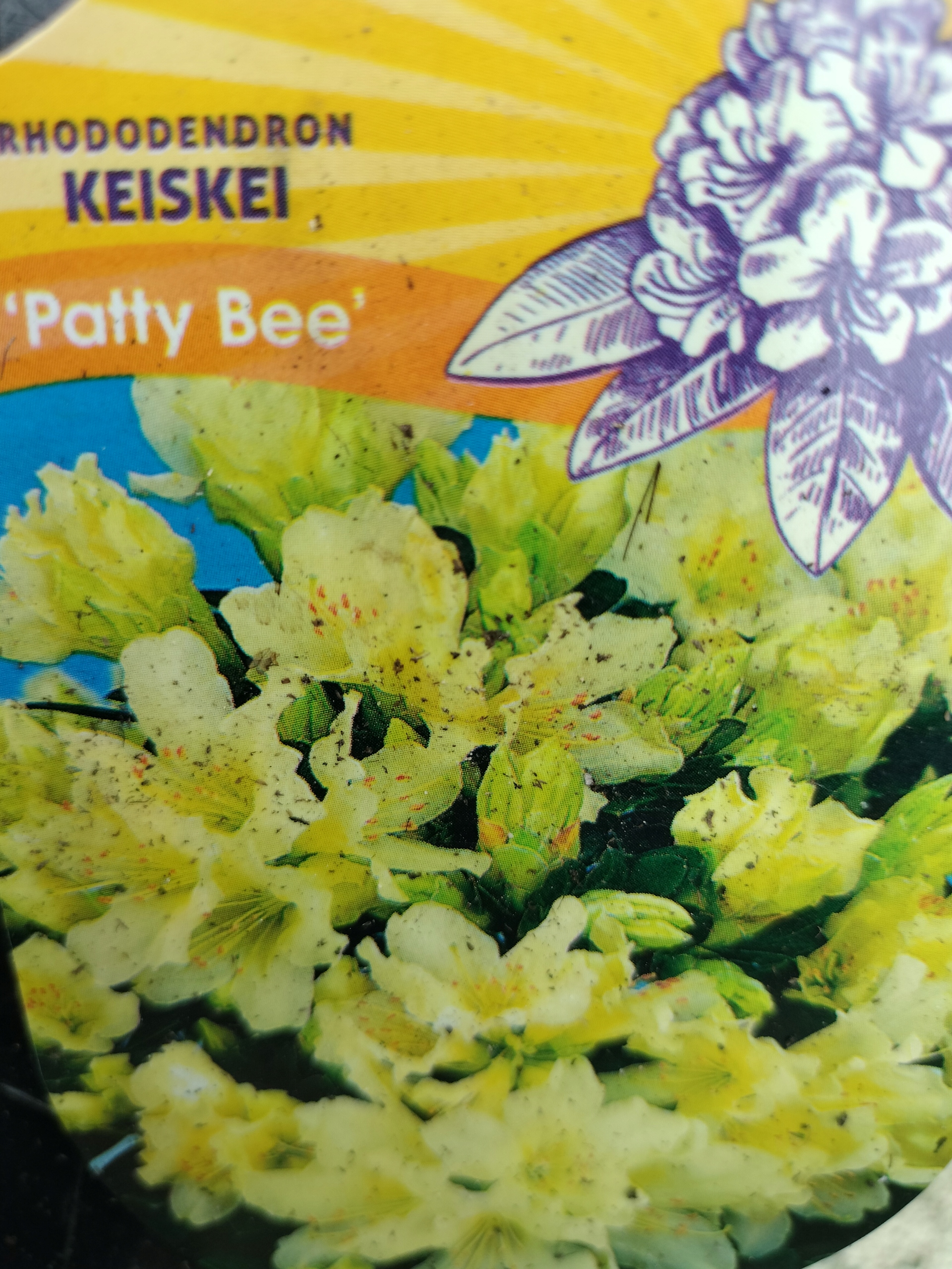 Różanecznik miniaturkowy PATTY BEE sadzonka 2L Nazwa łacińska rhododendron