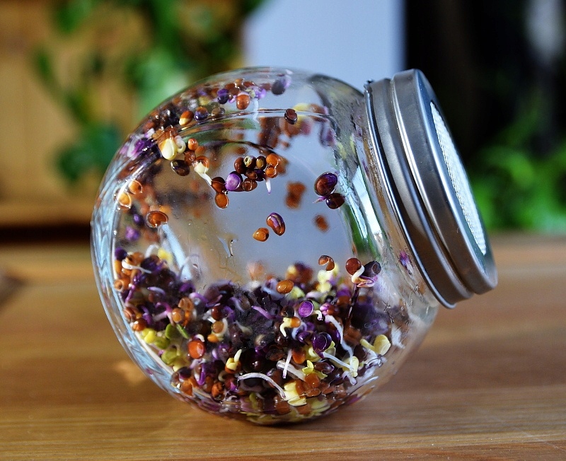 Kiełkownica szklana SŁOIKOWA na nasiona na kiełki Długość 11 cm