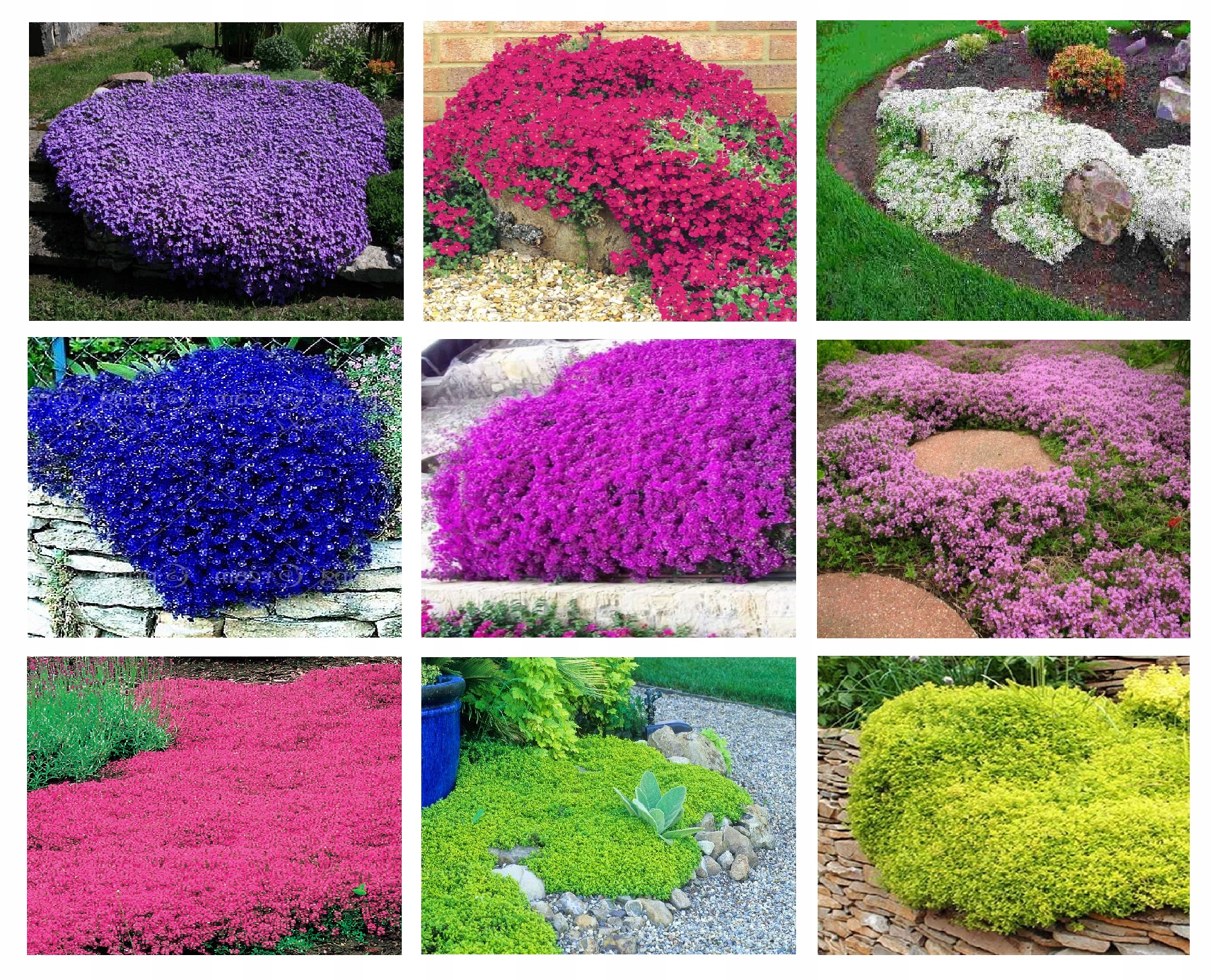 MACIERZANKA ZESTAW 9 ODMIAN NA SKALNIAK .