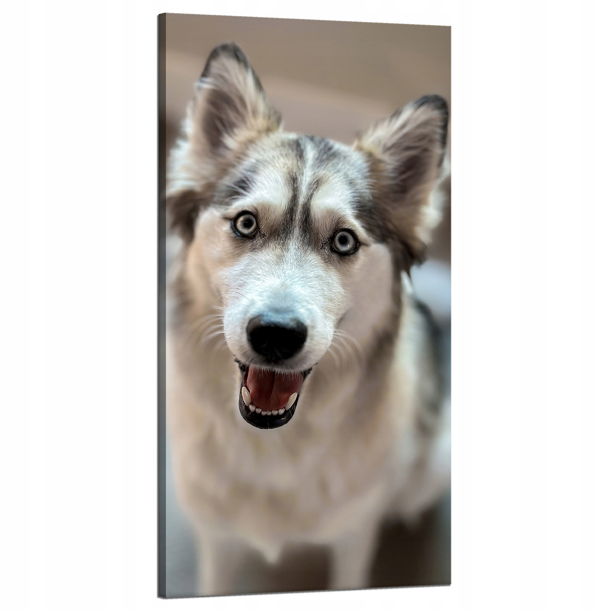 Obraz Canvas Zvířata Pes Husky Sibiřský60x120