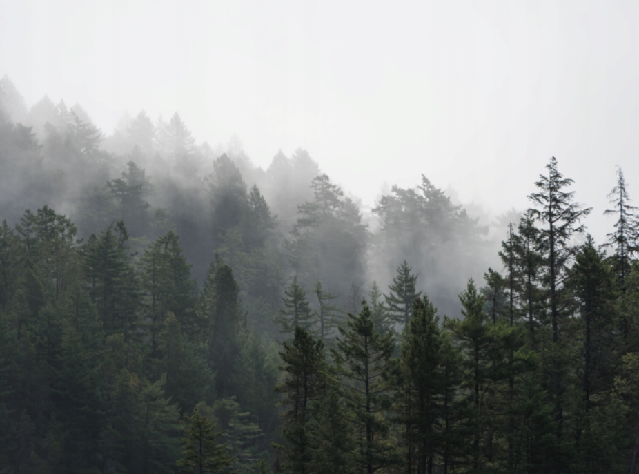 Fototapeta Hmlistý tmavý les 350 x 260 cm štruktúra 350 g