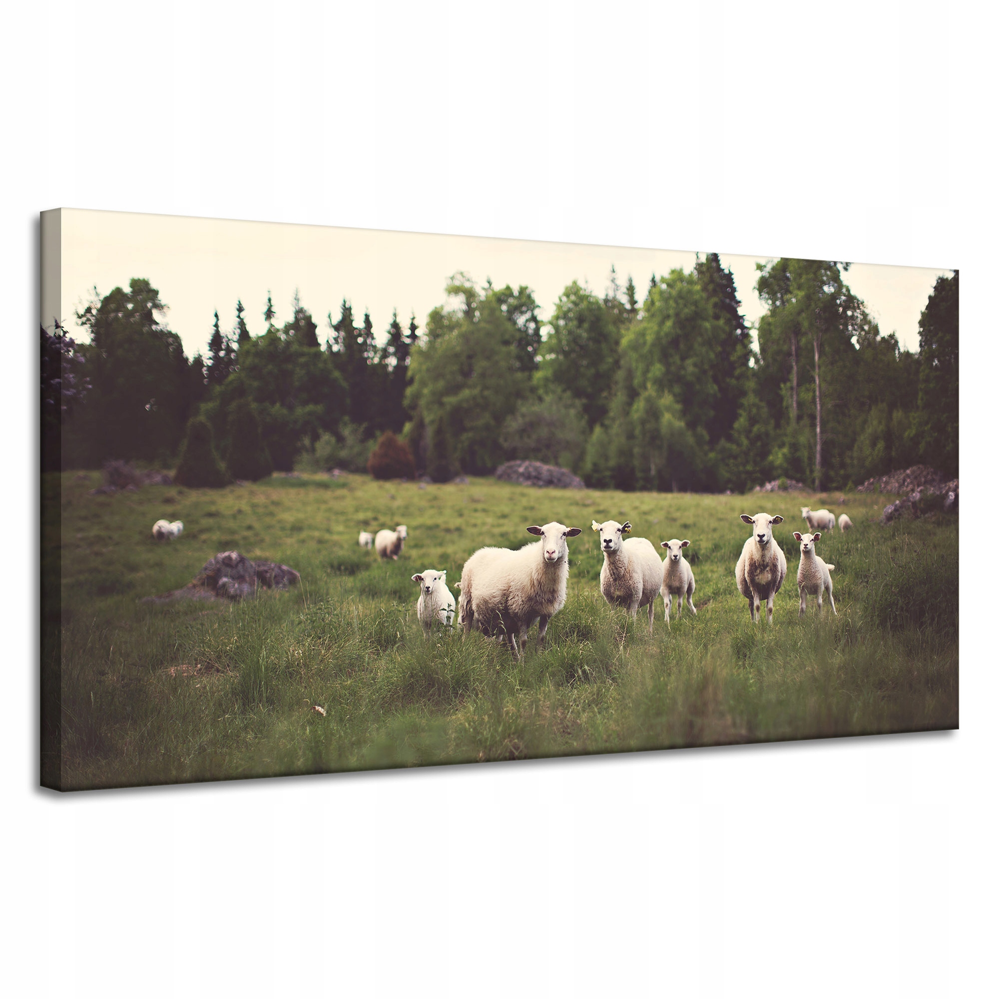 Obrazy na plátně Příroda Ovce na pastvě 120x60
