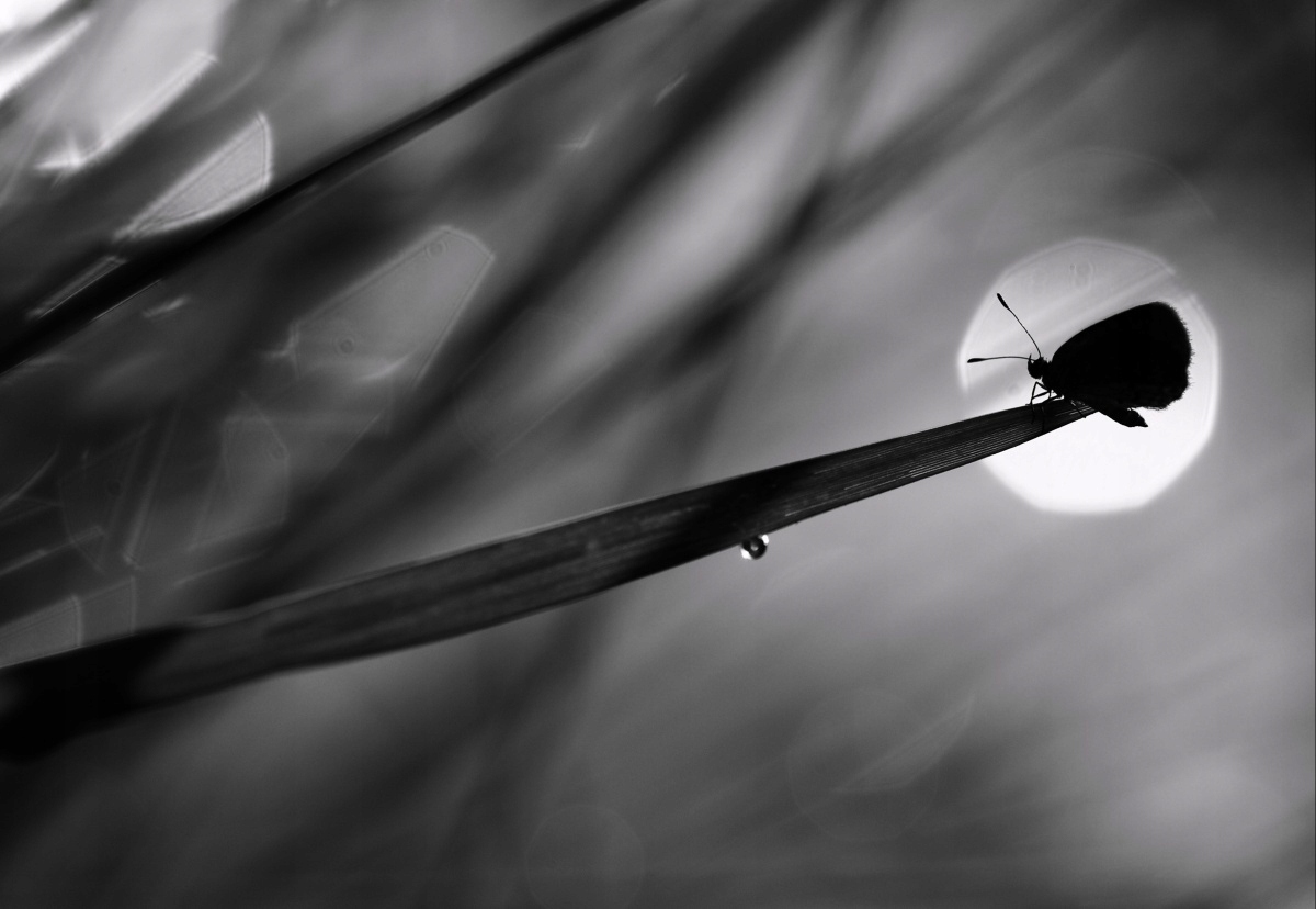 

Tapeta flizelinowa Motyl 152x104