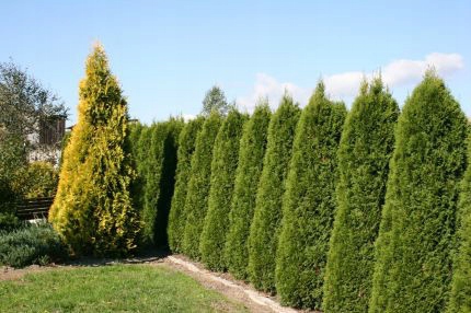 ТУЯ ИЗУМРУД НЕТРЕБОВАТЕЛЬНАЯ БЫСТРОРАСТУЩАЯ АКЦИЯ !!!