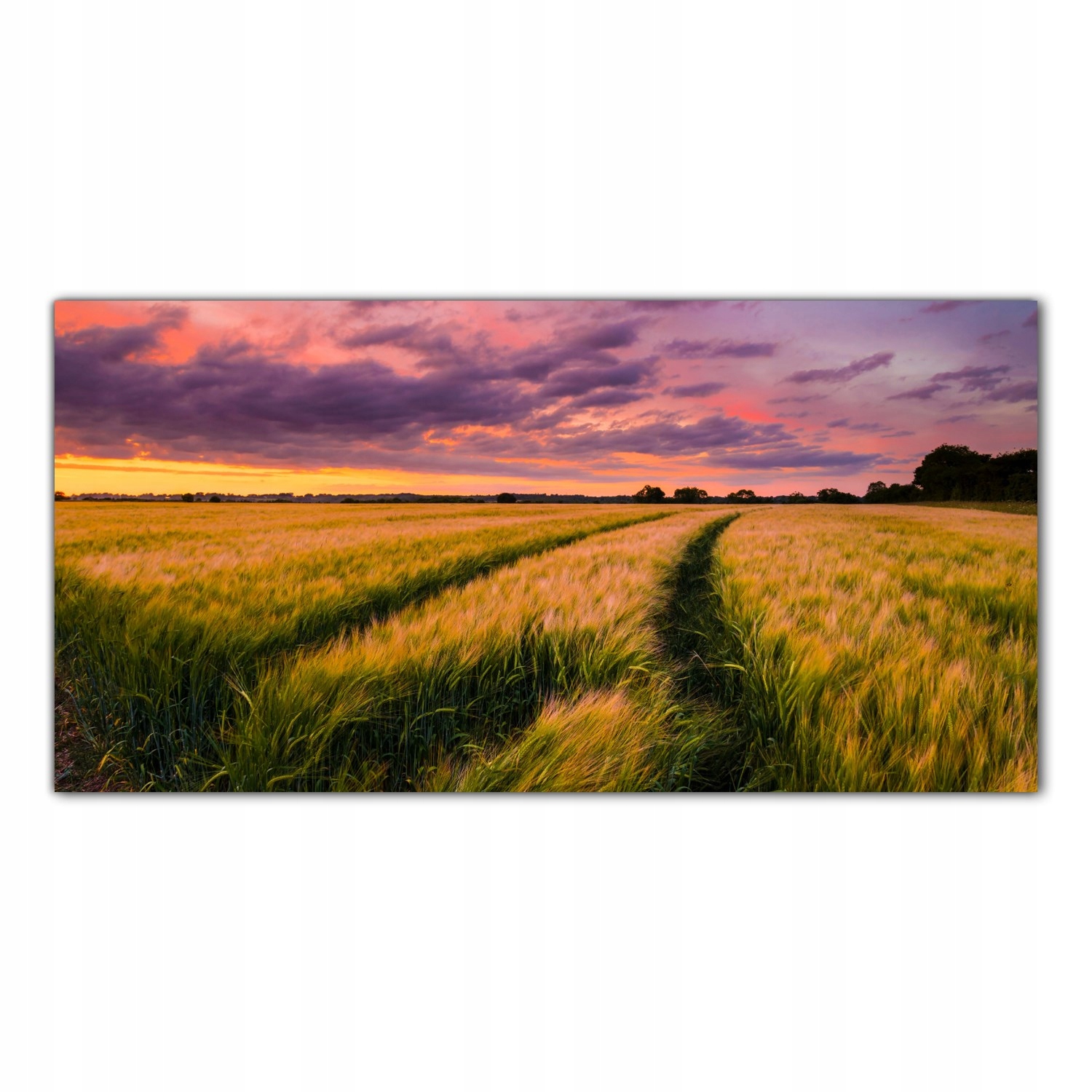 

Obraz na szkle Foto Pole Pszenicy Słońce 120x60
